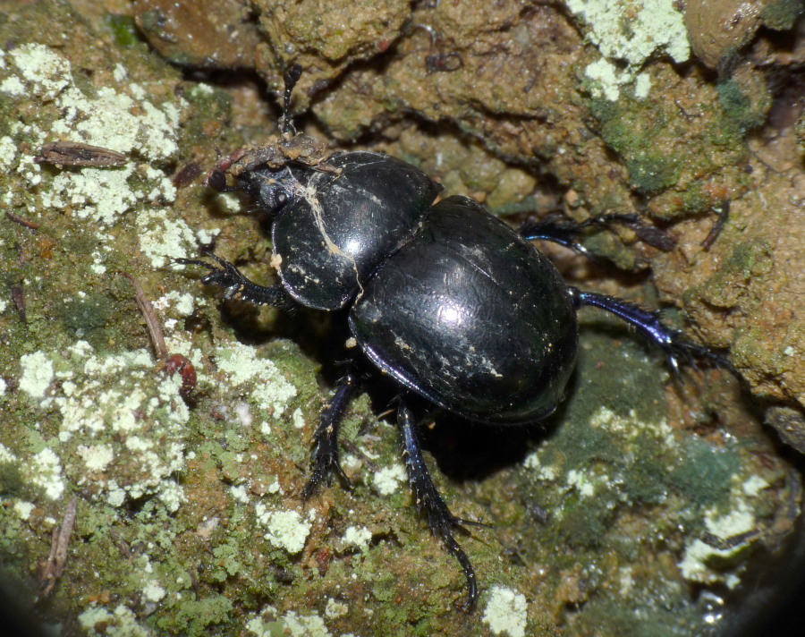 Trypocopris sp.